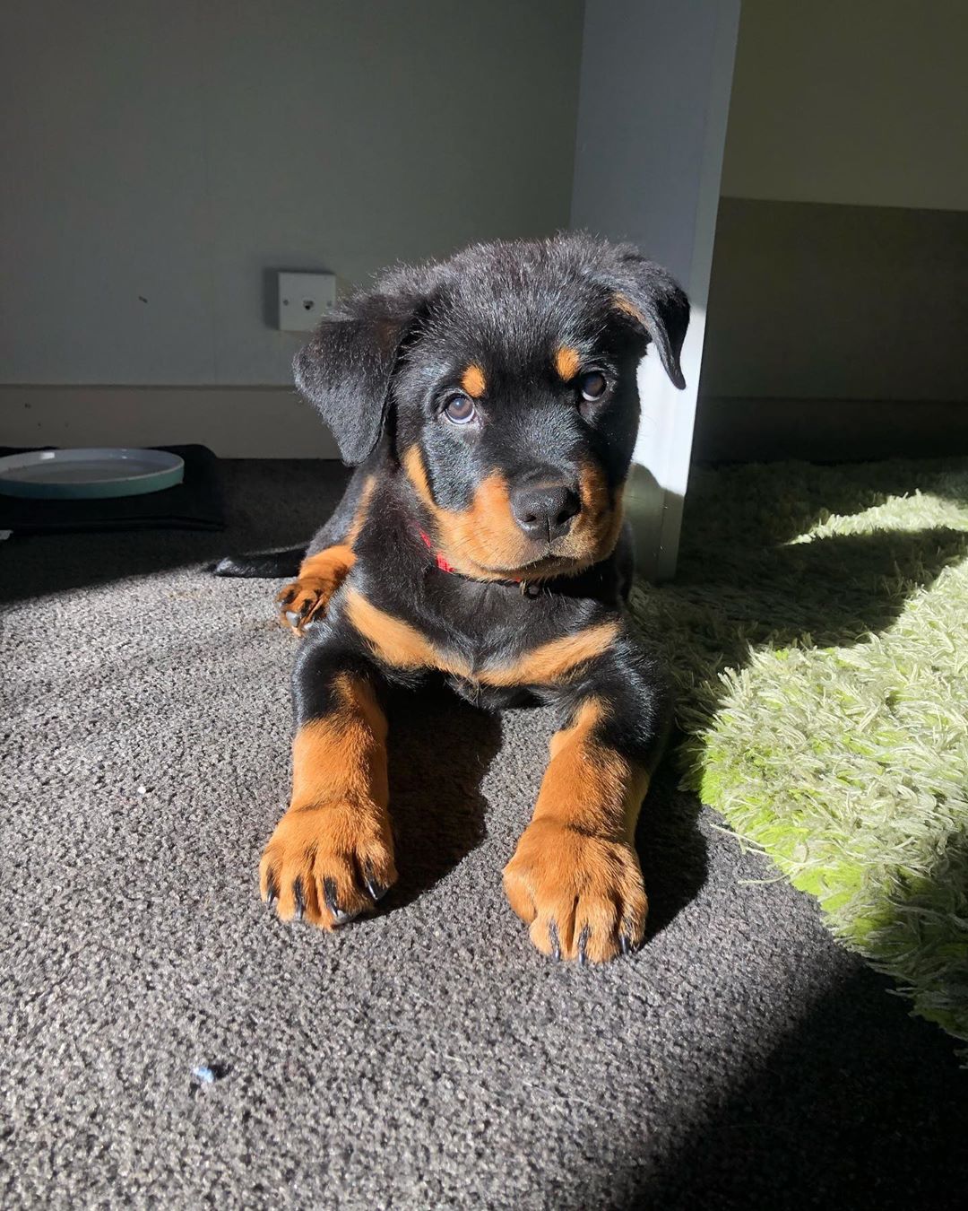 Male Rottweiler - Bear