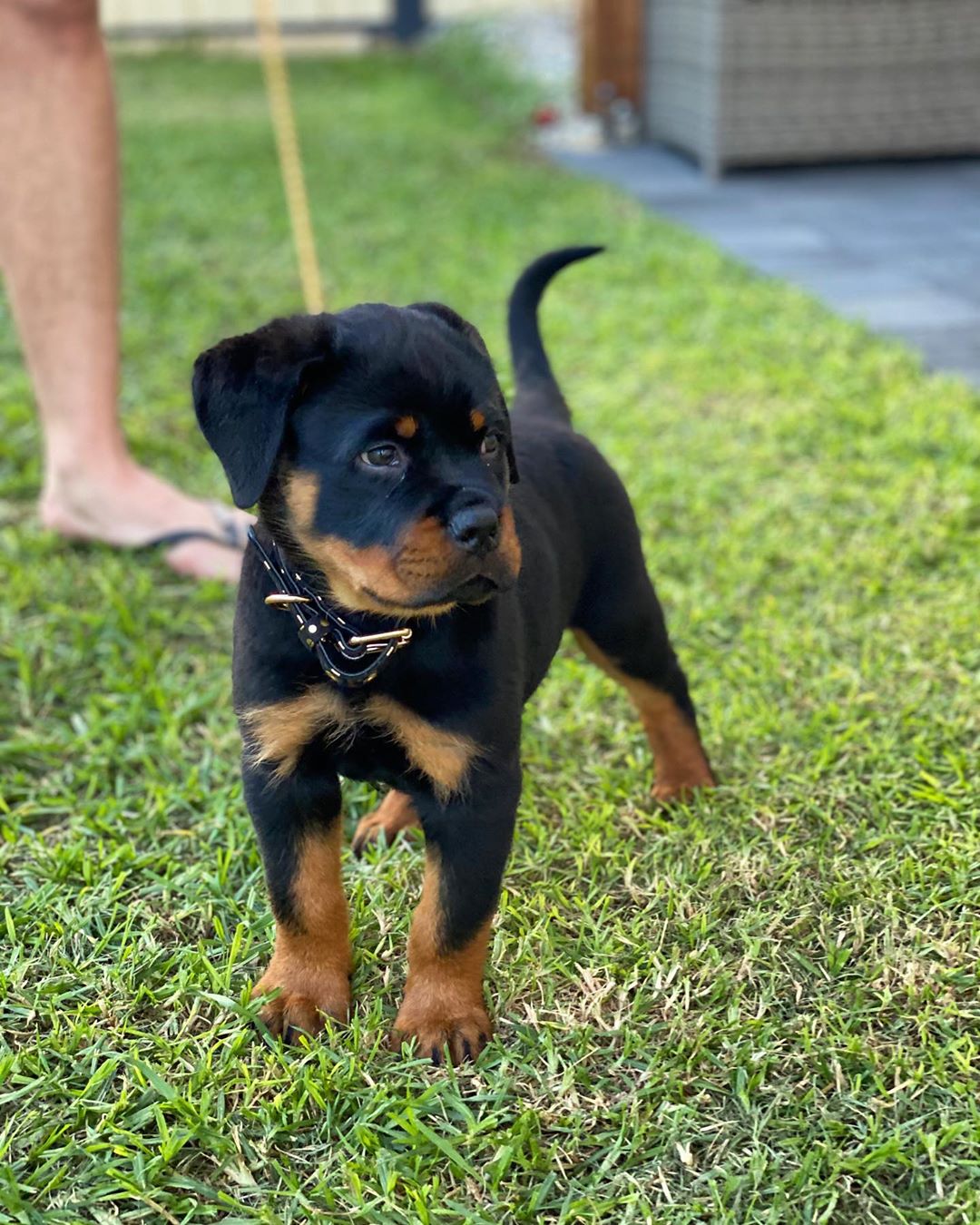 Female Rottweiler - Molly