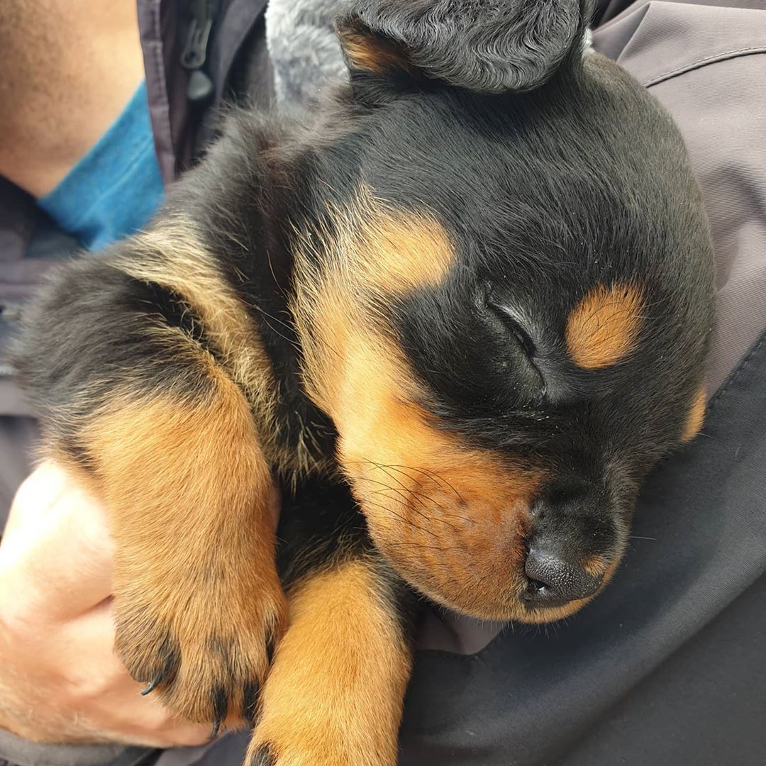 Female Rottweiler - Nala - Image 2