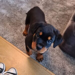 Female Rottweiler - Nala