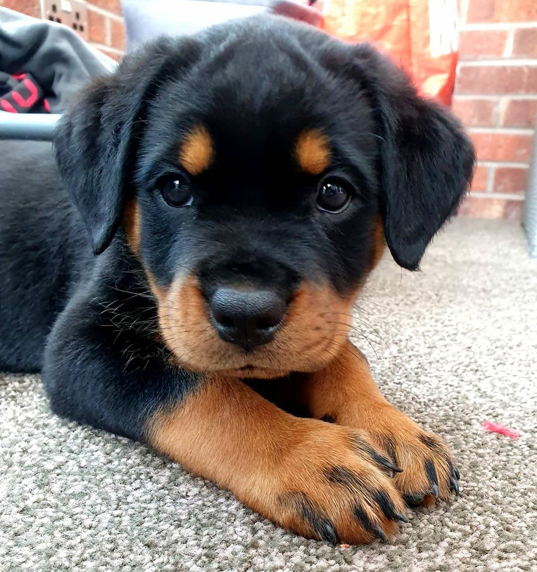 Female Rottweiler - Nala - Image 3