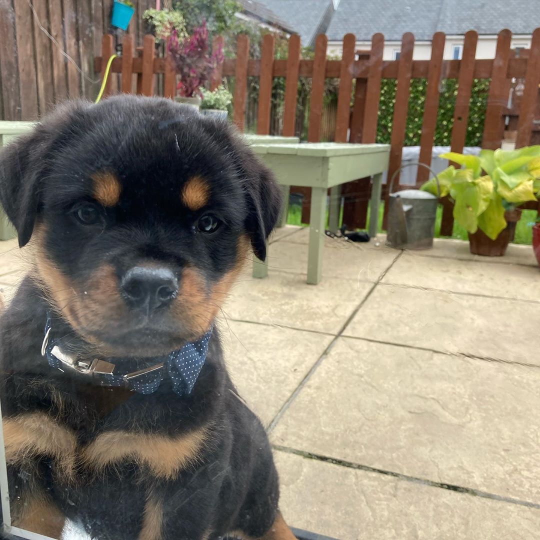 Male Rottweiler - Bold Ozi - Image 2