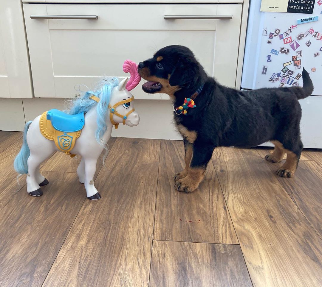 Male Rottweiler - Bold Ozi