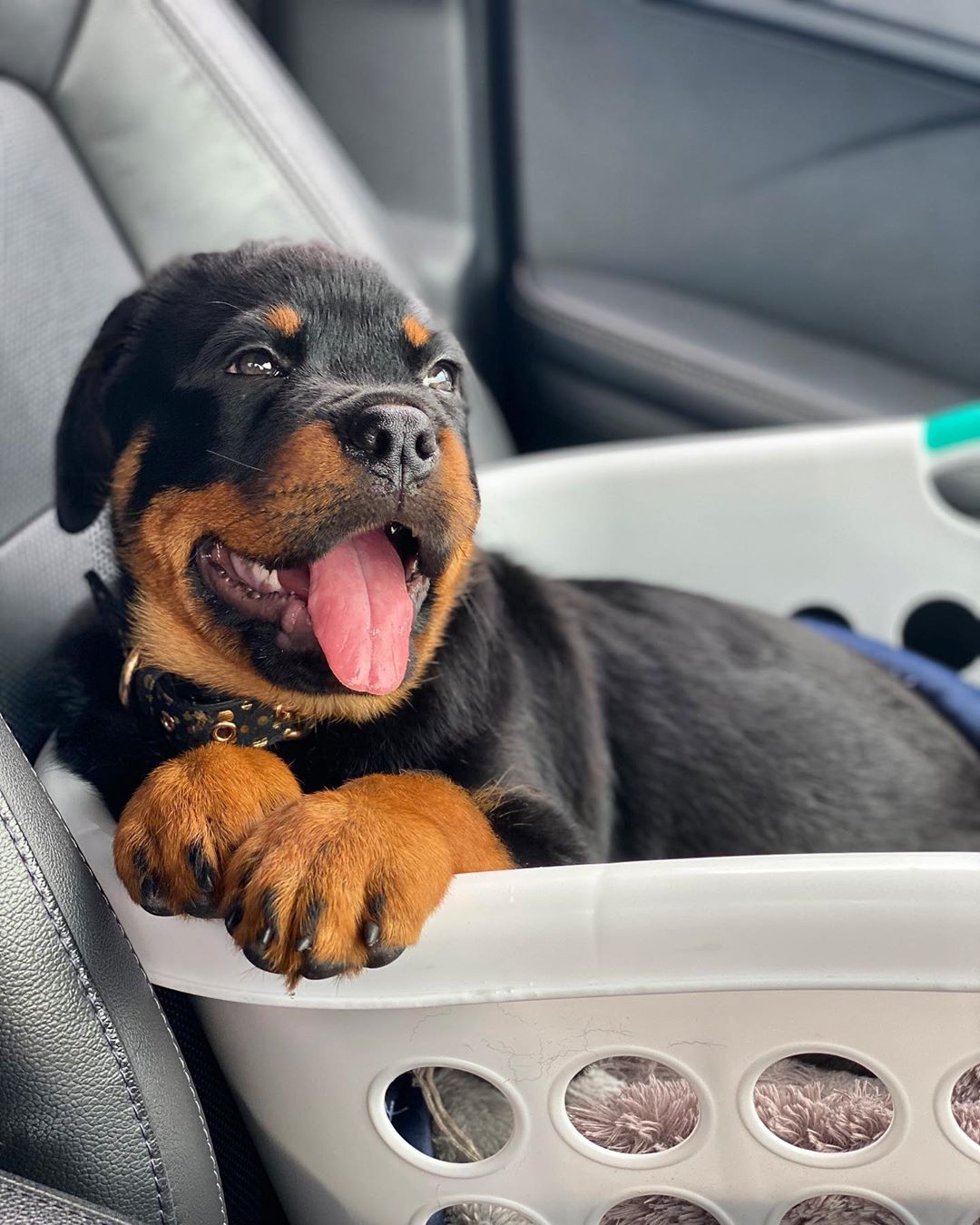 Male Rottweiler - Roco - Image 2