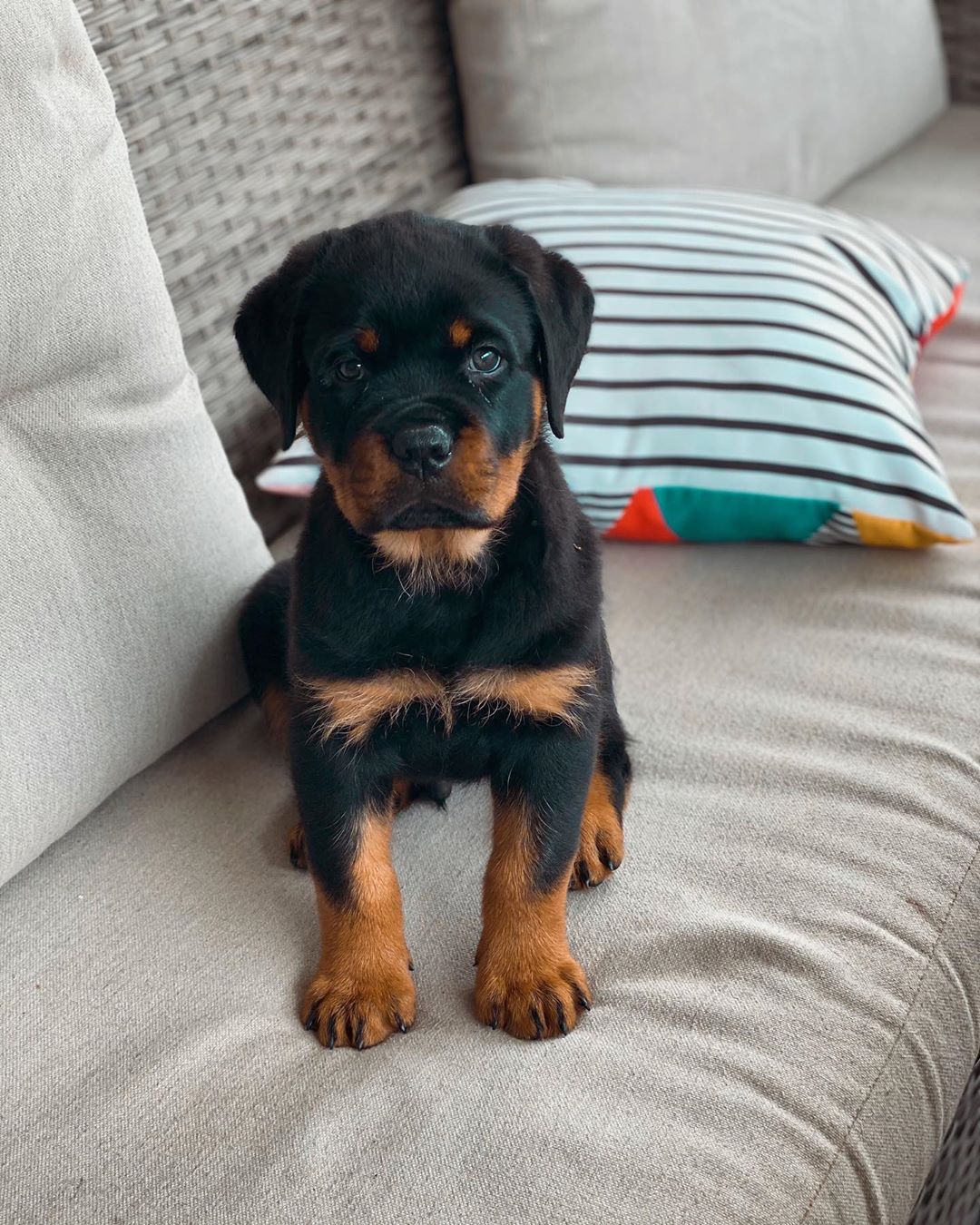 Male Rottweiler - Roco