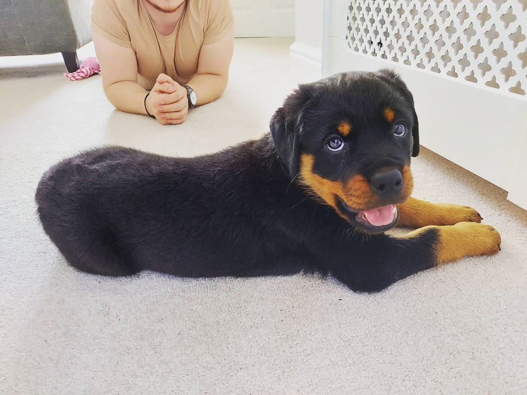 Female Rottweiler - Sara