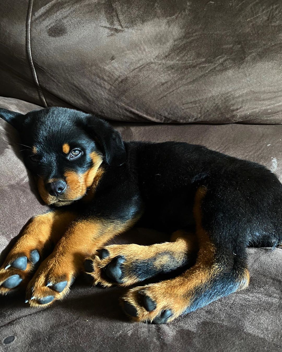 Female Rottweiler - Savanna