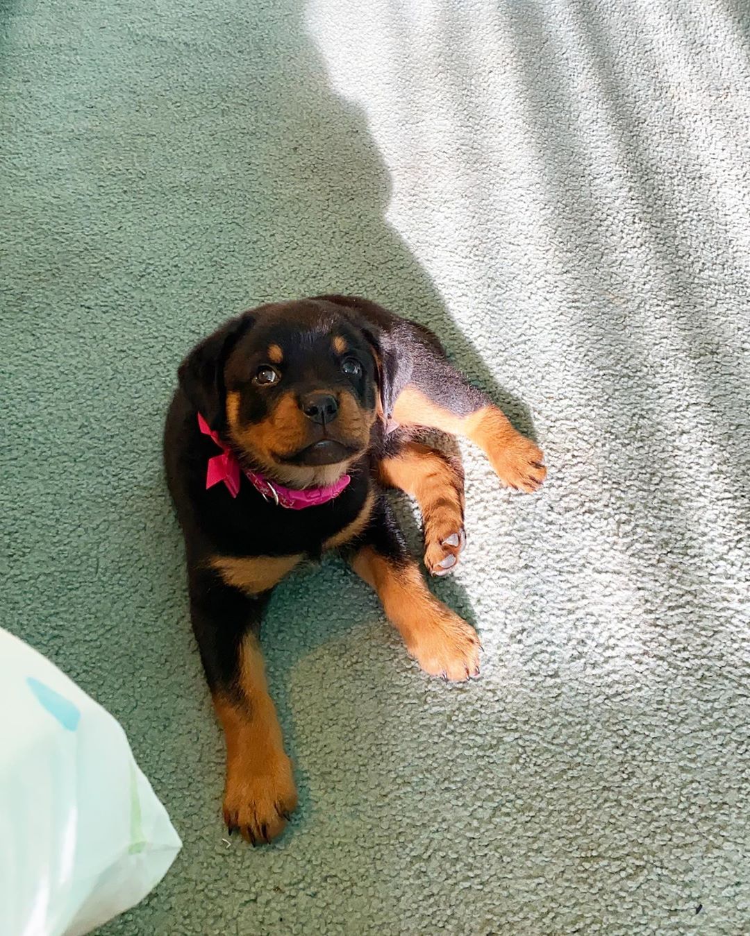 Female Rottweiler - Savanna - Image 2